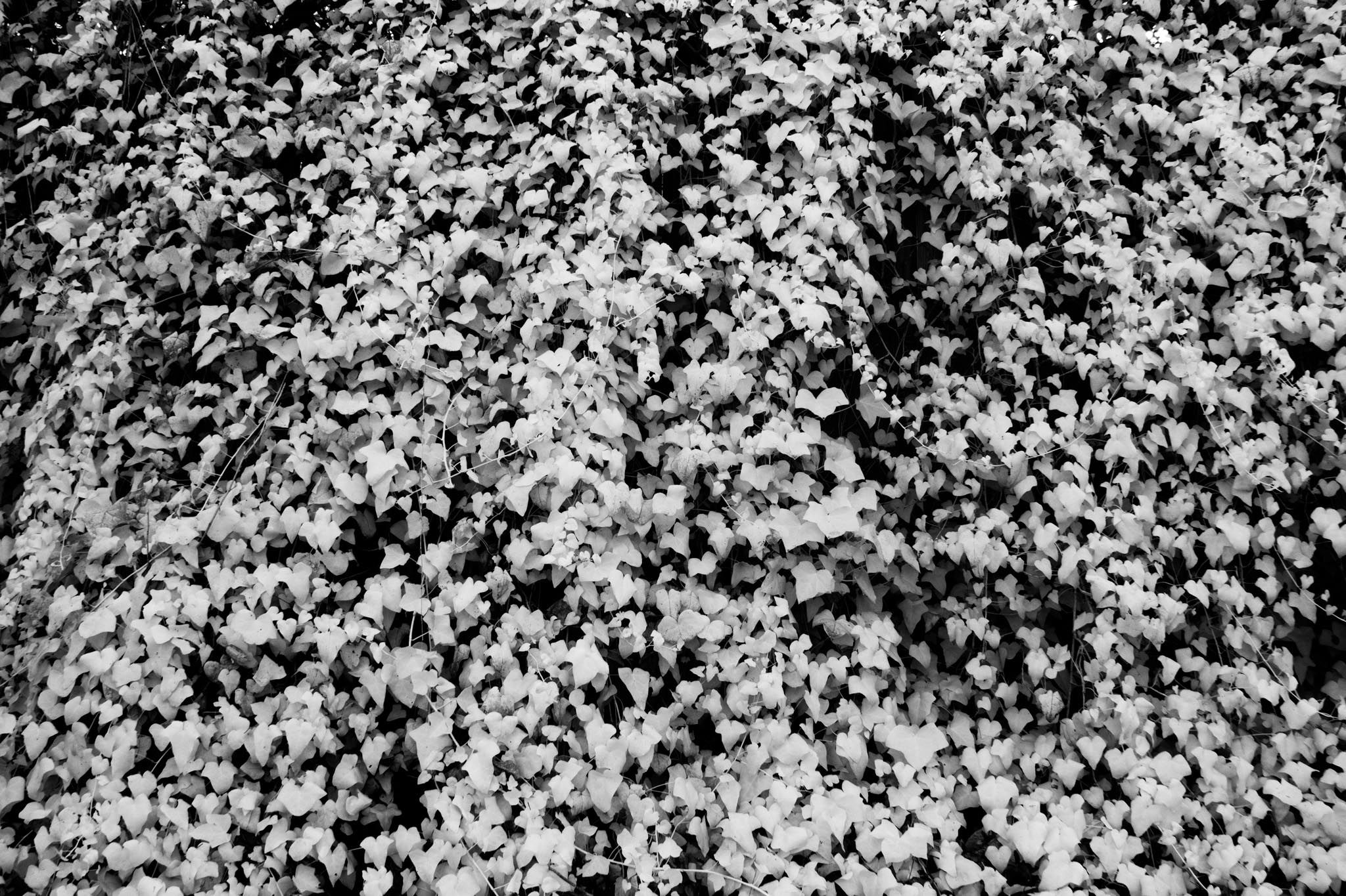"Ivy growing on a brick wall, shot in infrared"